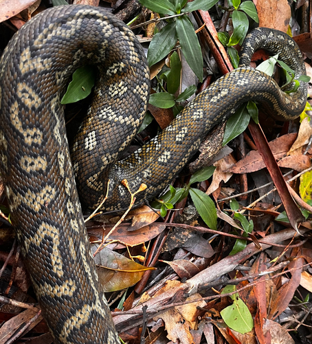 Coastal Carpet Python sighting