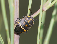 Aplerotus maculatus