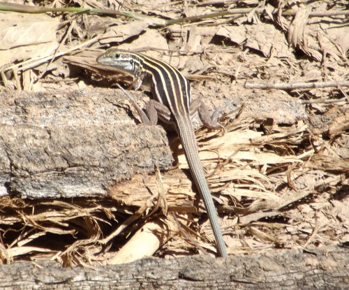 Aspidoscelis uniparens