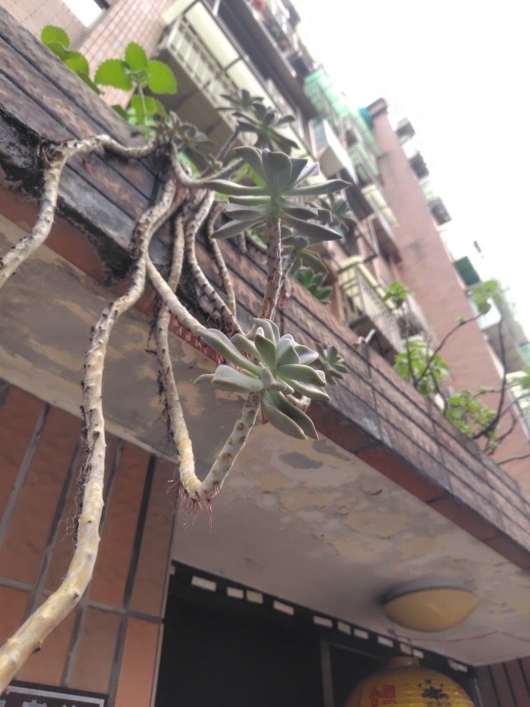 Móng rồng – Graptopetalum paraguayense