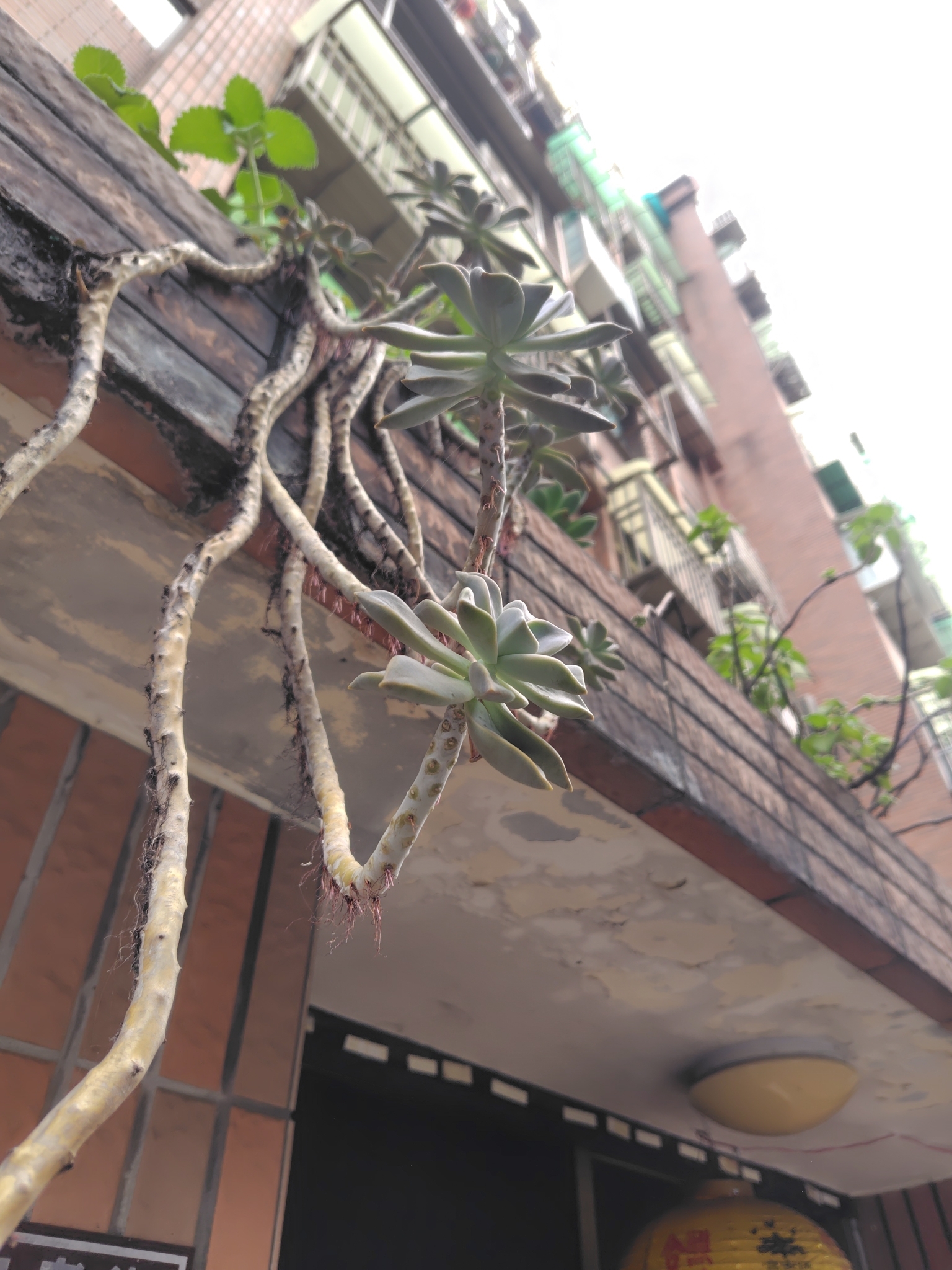 Ghost-Plant (Graptopetalum paraguayense)