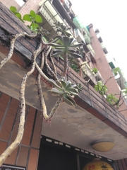 Ghost-plant (Graptopetalum paraguayense)