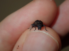 Dendropemon subfasciatus
