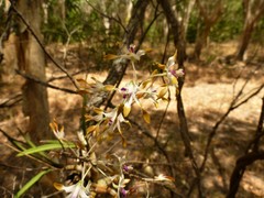 Dendrobium canaliculatum