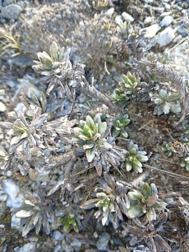 Celmisia brevifolia, 2025-11-24