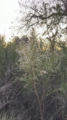 iNaturalist observation photo of Baccharis