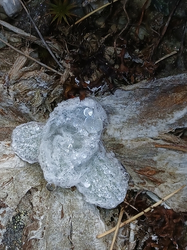 Craspedia lanata, photograph 2