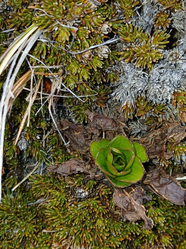 Gentianella divisa, photograph 4