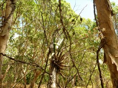 Dendrobium canaliculatum