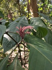 Phlogacanthus curviflorus