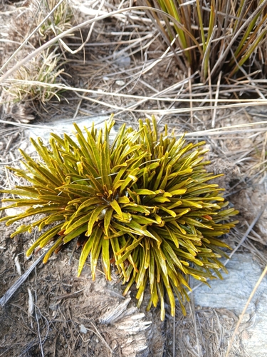 Aciphylla simplex, photograph 3