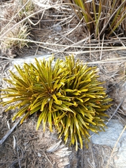 Aciphylla simplex, photograph (c) naturewatchwidow, some rights reserved (CC BY)