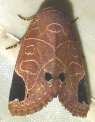 Imosca megastigmata