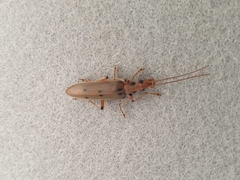 Parisopalpus nigronotatus