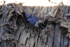 Platydracus violaceus