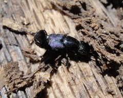 Platydracus violaceus