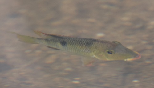 Panamanian eartheater (Geophagus crassilabris) — Cichlidae — 2