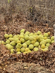 Milchorangenbaum (Maclura pomifera): Herkunft und Verwendung — Foto 3