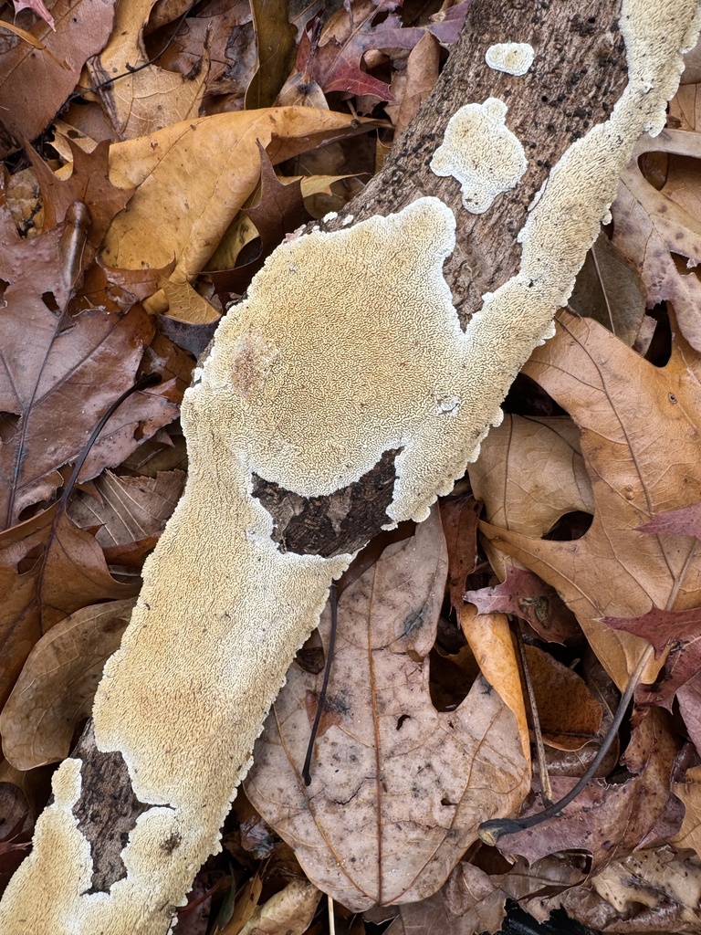 Irpex lacteus · November 2025 · photo: © chrischalfant (iNaturalist, cc-by)