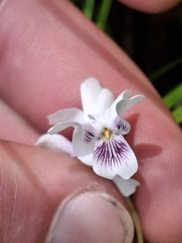 Viola lyallii observed 2025-11-24