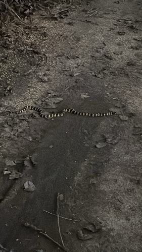 iNaturalist observation photo of California King Snake