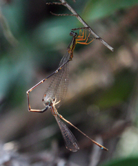 Mortonagrion falcatum
