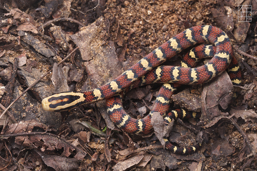 Photo of a Bella Rat Snake (Archelaphe bella)
