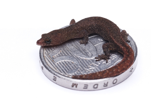 Meridian Gecko, Coleodactylus meridionalis