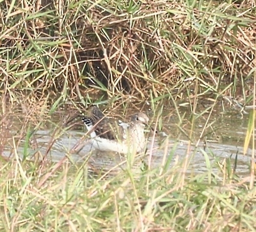 Green Sandpiper