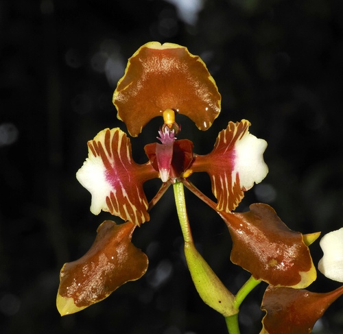 Cyrtochilum halteratum, photograph 5