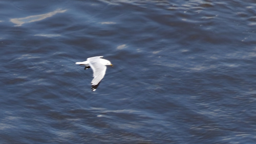 Ring-billed Gull photographed in Iowa