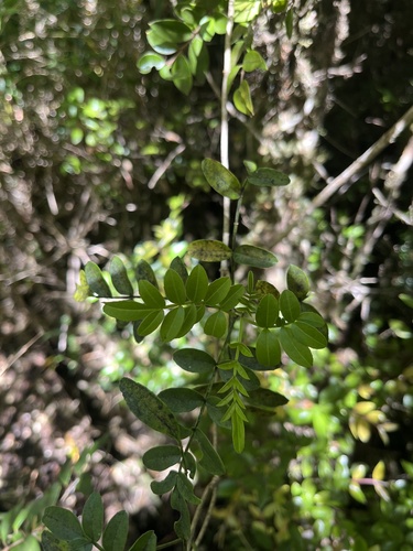 Campsidium valdivianum, photograph 3