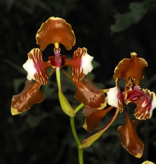 Cyrtochilum halteratum, photograph (c) desertnaturalist, some rights reserved (CC BY)