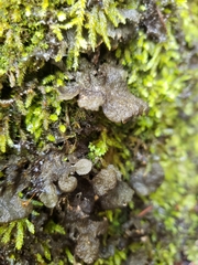 Sticta fuliginosa