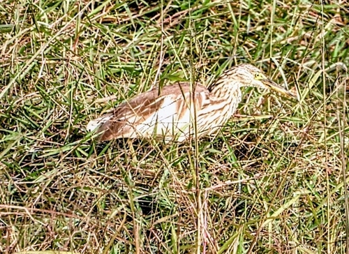 Indian Pond-Heron