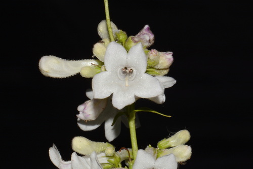White Wand Beardtongue (Penstemon tubaeflorus)