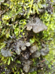 Sticta fuliginosa