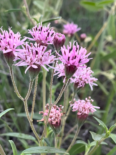 Palafoxia rosea, photograph 6