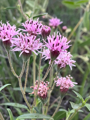 Palafoxia rosea, photograph author not stated, no rights reserved