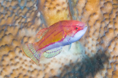 Paracheilinus flavianalis