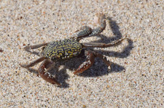 Geograpsus lividus