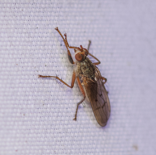 Unknown species found near Tuckahoe Village, Tuckahoe, VA 23238, USA