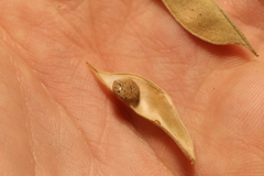 (c) Reid Hardin, some rights reserved (CC BY) Phaseolus texensis, photograph (c) Reid Hardin, some rights reserved (CC BY)