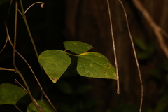 Phaseolus texensis