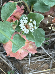 Tripterocalyx micranthus