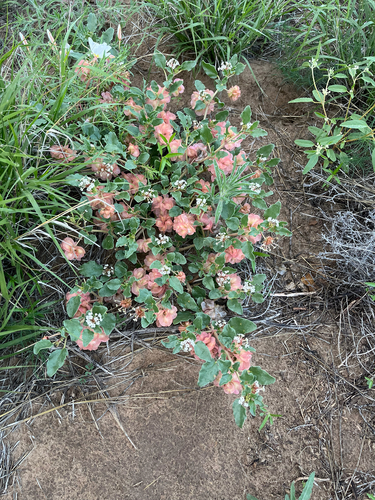 Tripterocalyx micranthus, photograph 2