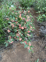 author not stated, no rights reserved Tripterocalyx micranthus, photograph author not stated, no rights reserved