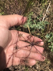 Lomatium repostum