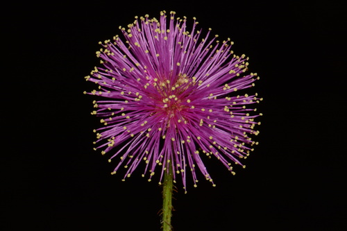 Catclaw Briar (Mimosa nuttallii)