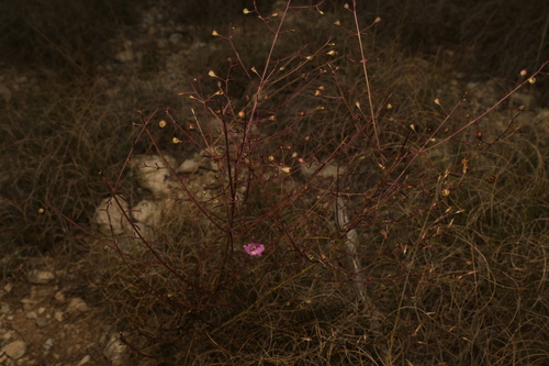 Plateau Agalinis (Agalinis edwardsiana)